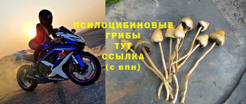 Псилоцибиновые грибы Magic Shrooms  цены   Каменка 